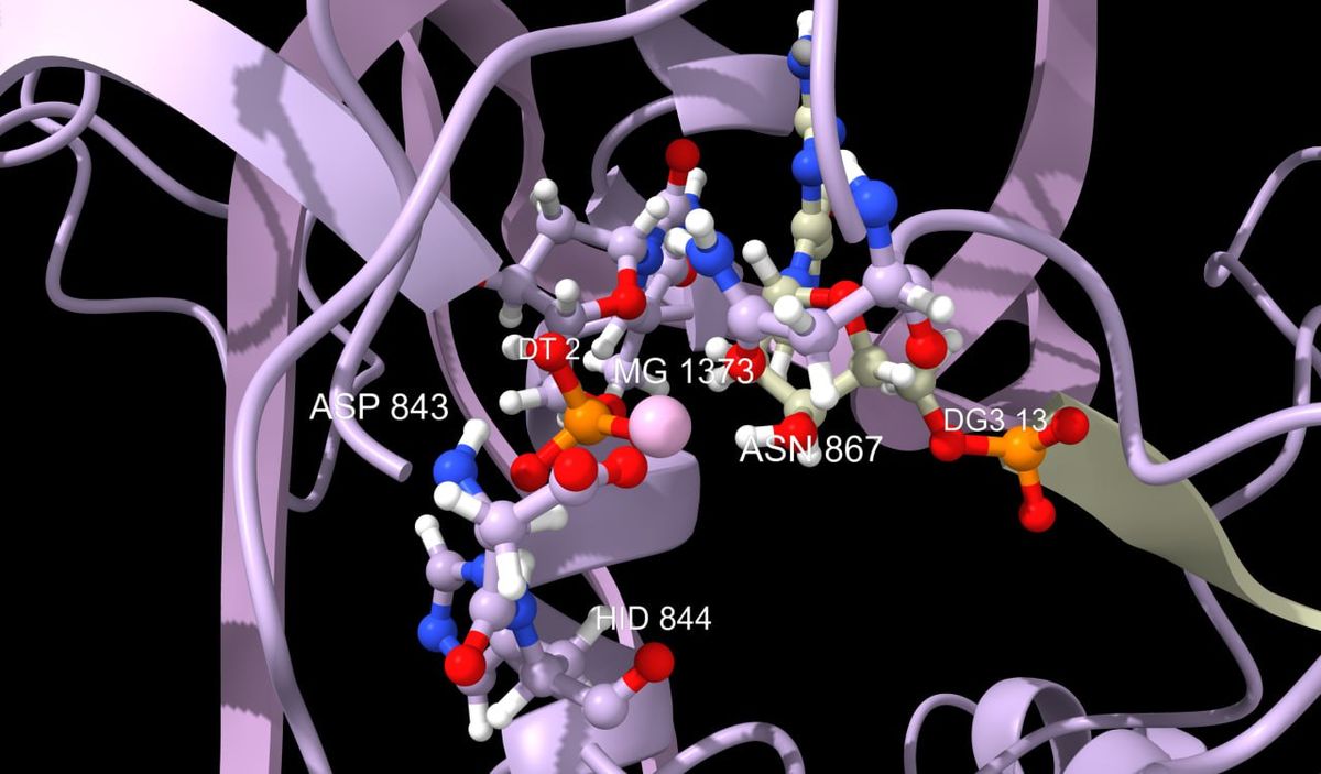 Molecular Modeling of Mutant Caspases: A Structural Analysis of Conformational Changes